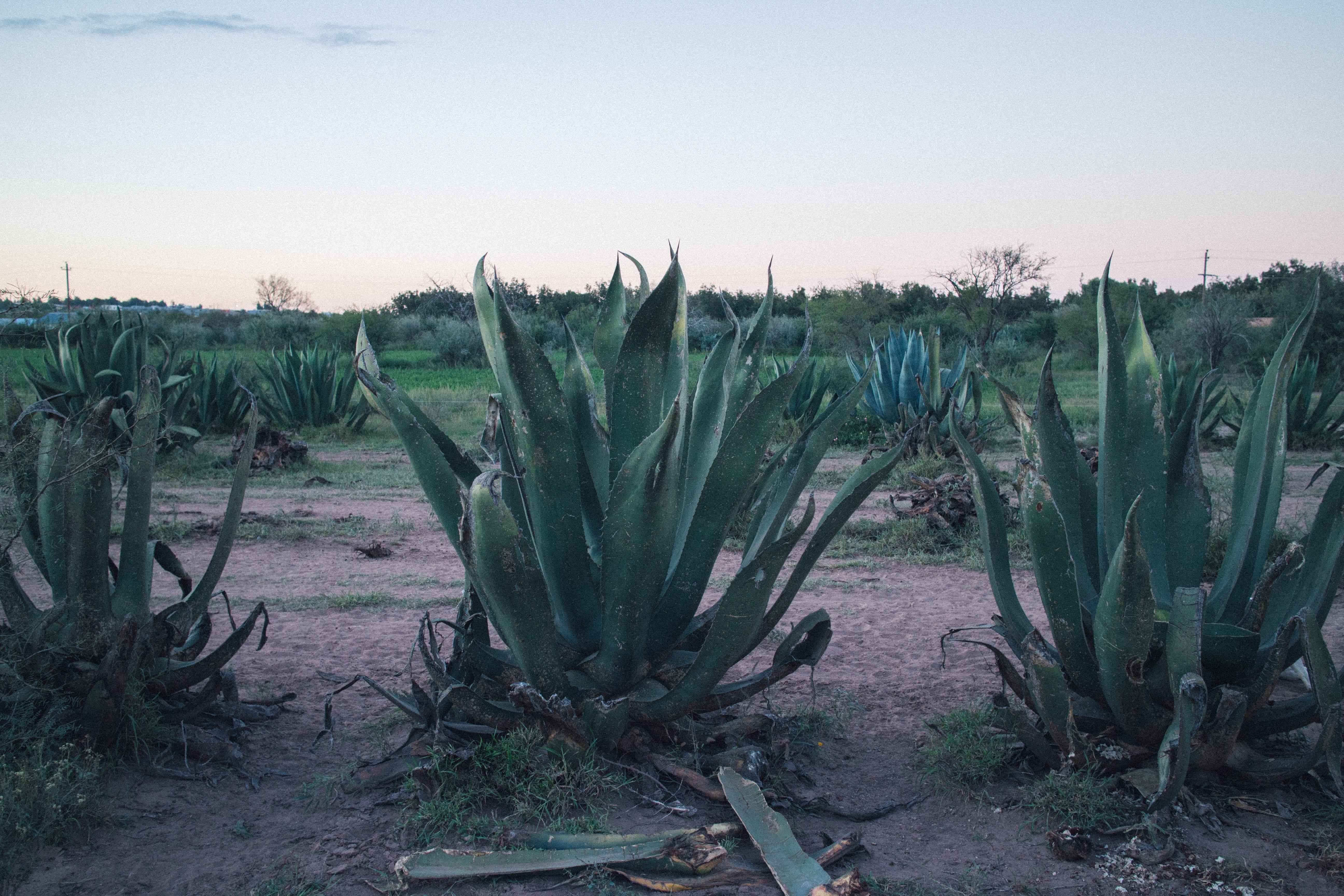 A tequila titka: a szigorúan ellenőrzött eredet és gyártási technológia