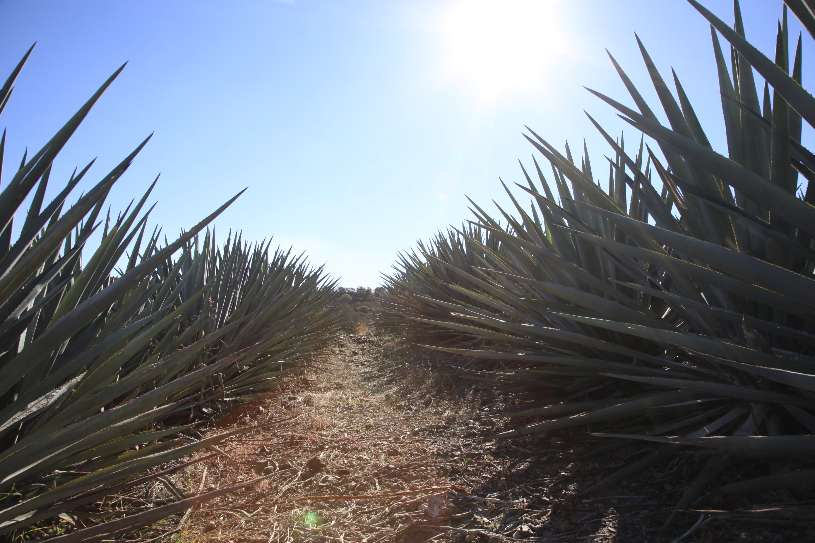 kék agávé tequila alapanyag
