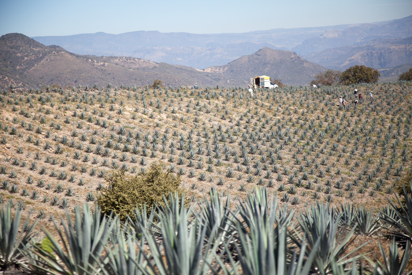 agávé ültetvény mexikóban