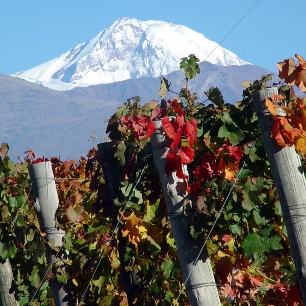 Barons de Rothschild Lafite-Bodegas Caro Borok