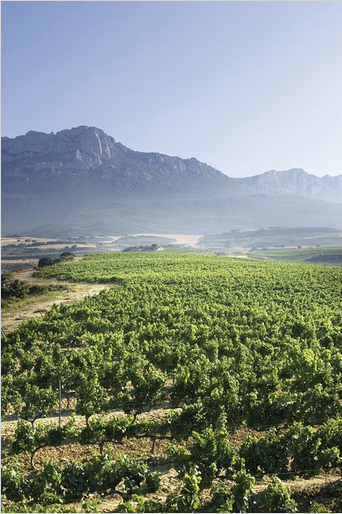 Bodegas Faustino Borok