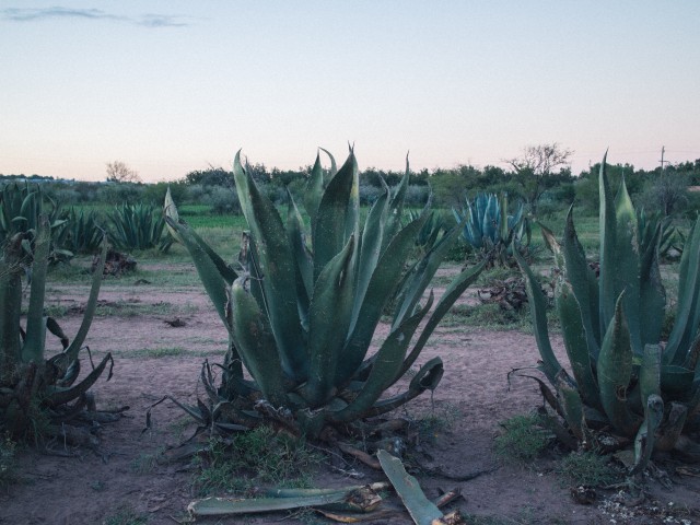 A tequila titka: a szigorúan ellenőrzött eredet és gyártási technológia