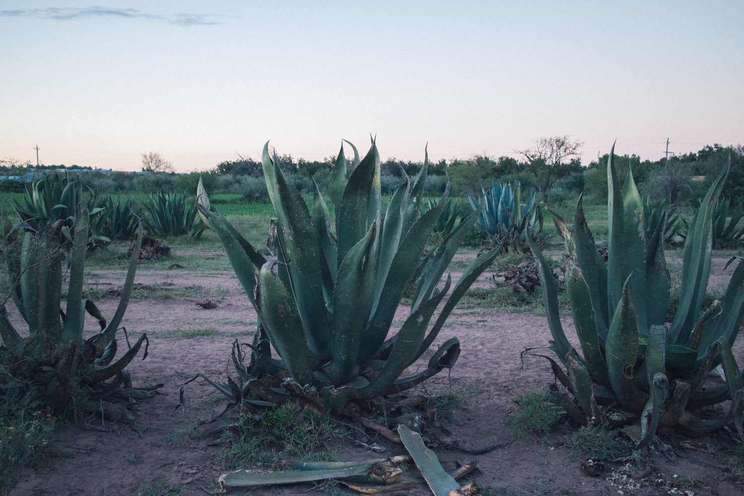 A tequila titka: a szigorúan ellenőrzött eredet és gyártási technológia